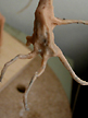 spiderzero Vampire Bat