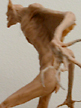 spiderzero Vampire Bat