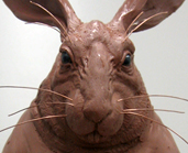 Great White Rabbit