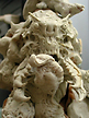 spiderzero LION