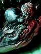 spiderzero FISH